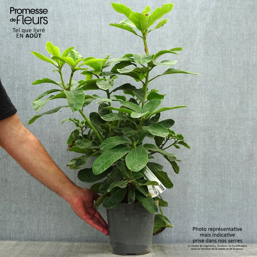 Spécimen de Rhododendron Inkarho Furnivall's Daughter Pot de 3L/4L tel que livré en été