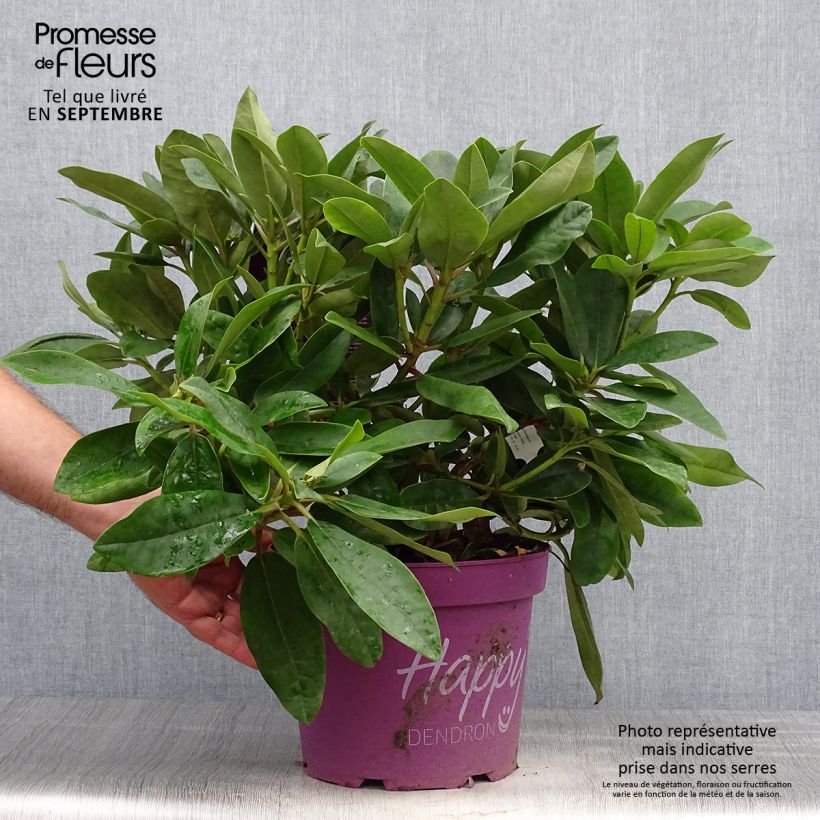 Spécimen de Rhododendron Inkarho Happydendron Pushy Purple Pot de 4L/5L tel que livré en automne