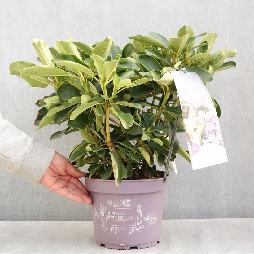 Spécimen de Rhododendron Inkarho Lila Dufthecke - Pot de 4L/5L tel que livré au printemps