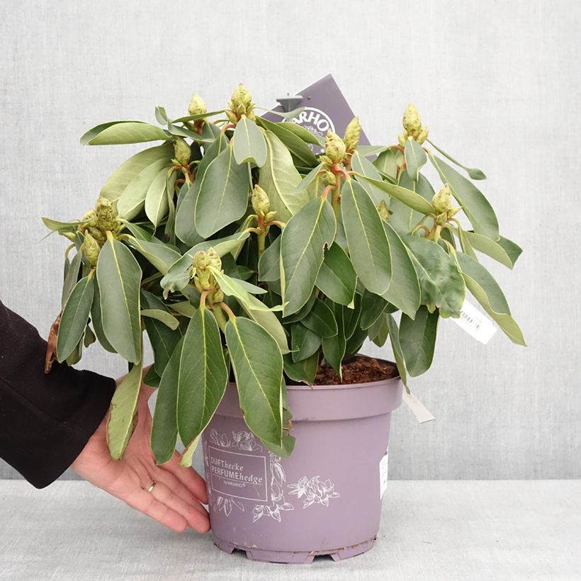 Spécimen de Rhododendron Inkarho Weiße Dufthecke - Pot de 4L/5L tel que livré en hiver