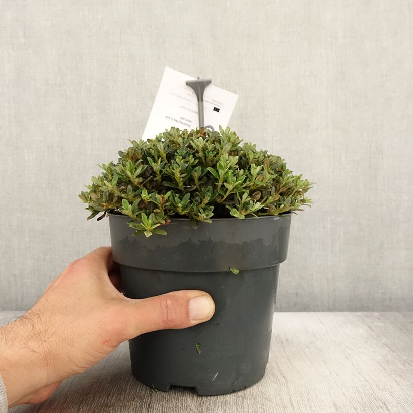 Spécimen de Rhododendron keleticum - Rhododendron nain Pot de 2L/3L tel que livré en automne