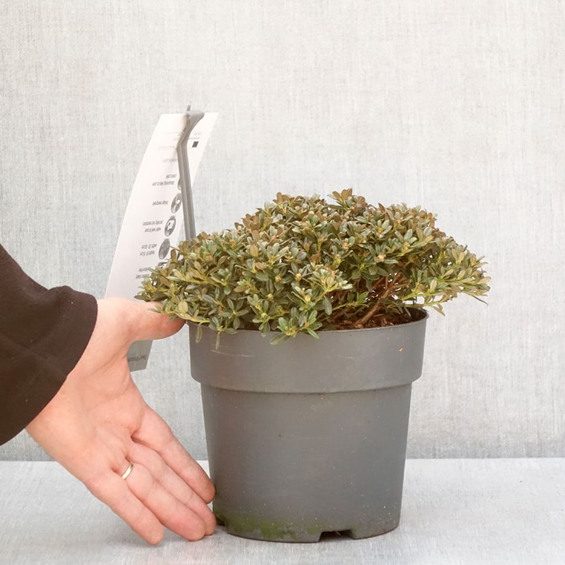 Spécimen de Rhododendron keleticum - Rhododendron nain - Pot de 2L/3L tel que livré en hiver