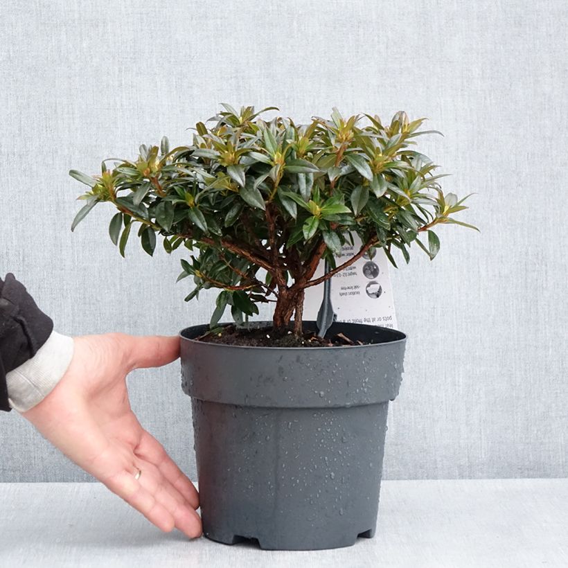 Spécimen de Rhododendron keleticum Robert Seleger - Rhododendron nain - Pot de 3L/4L tel que livré au printemps