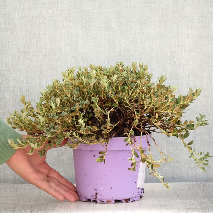 Spécimen de Rhododendron Lilly Bell Dream - Rhododendron nain Pot de 3L/4L tel que livré en été
