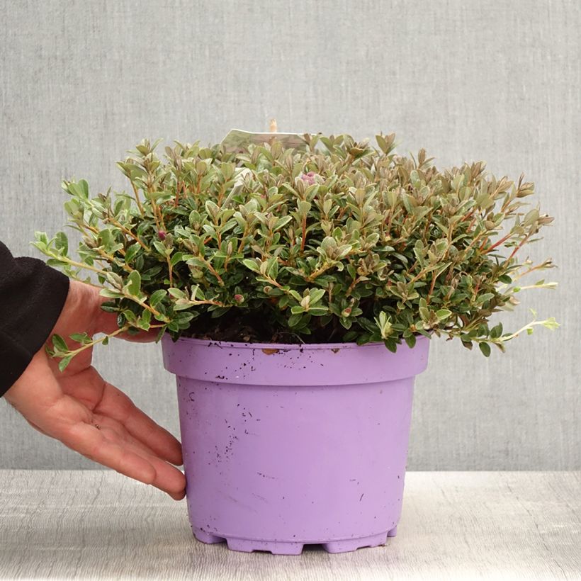 Spécimen de Rhododendron Lilly Bell Dream - Rhododendron nain - Pot de 3L/4L tel que livré au printemps
