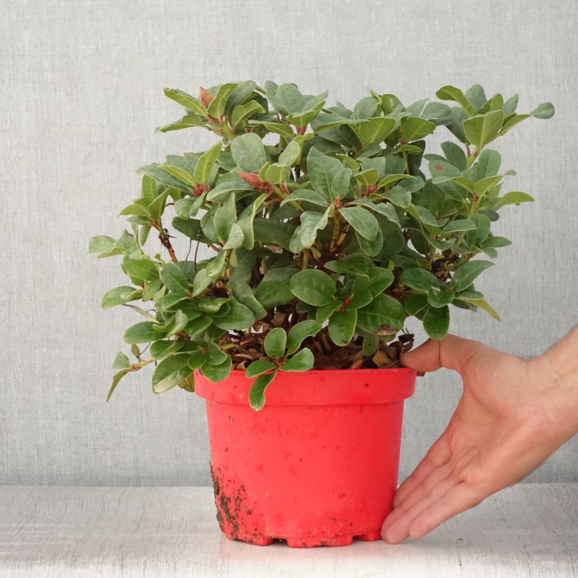 Spécimen de Rhododendron Lilly Bell Love - Rhododendron nain Pot de 3L/4L tel que livré en été