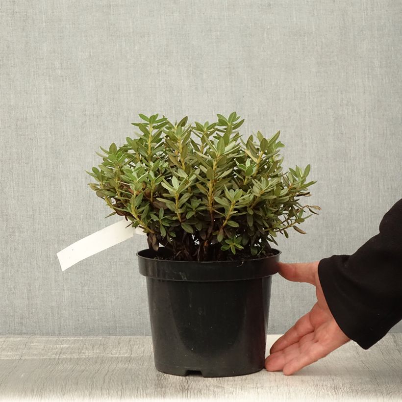 Spécimen de Rhododendron Lilly Bell Magic - Rhododendron nain Pot de 3L/4L tel que livré en automne