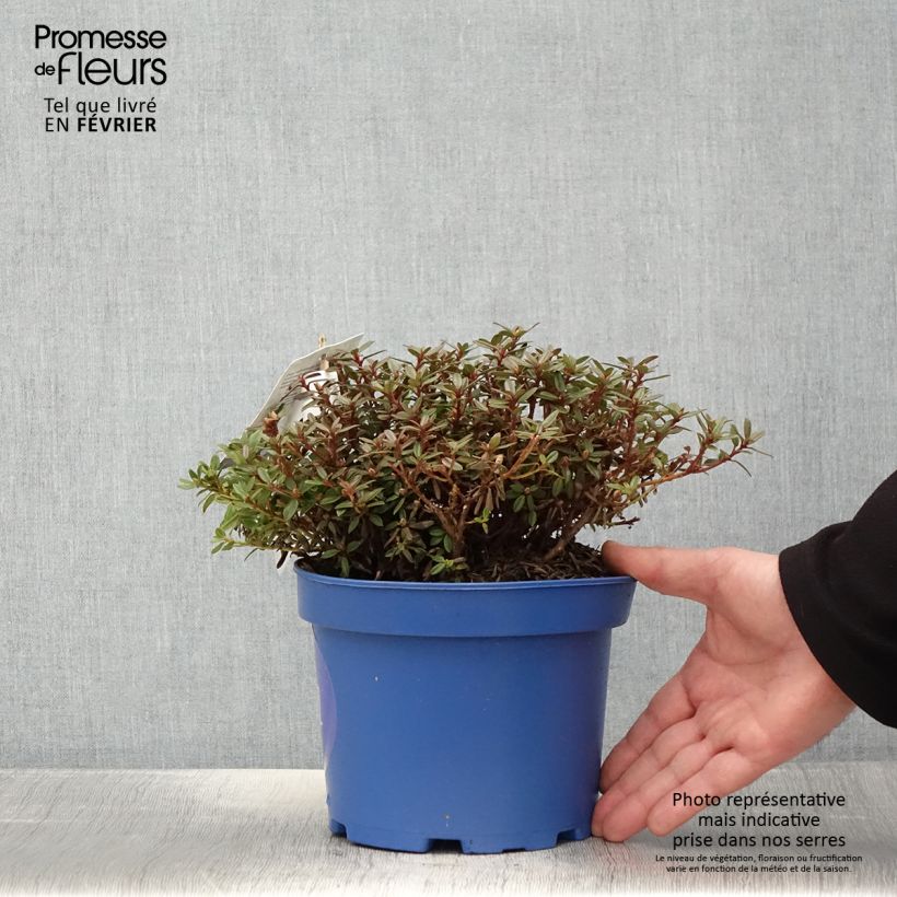 Spécimen de Rhododendron Lilly Bell  Night - Rhododendron nain Pot de 3L/4L tel que livré en hiver