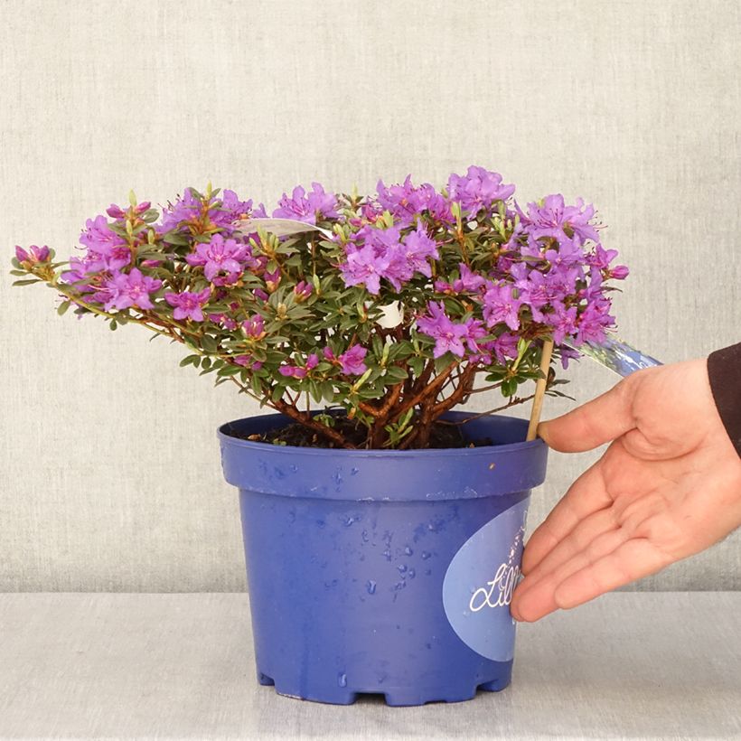 Spécimen de Rhododendron Lilly Bell  Night - Rhododendron nain - Pot de 3L/4L tel que livré au printemps