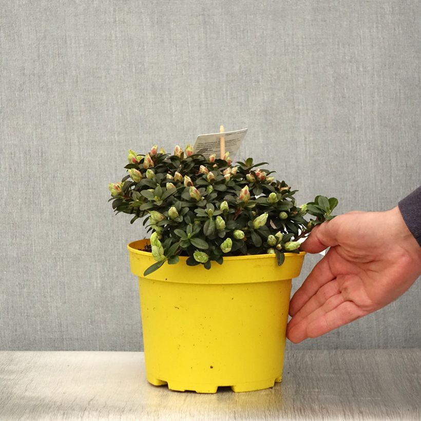 Spécimen de Rhododendron Lilly Bell Sun - Rhododendron nain - Pot de 3L/4L tel que livré au printemps