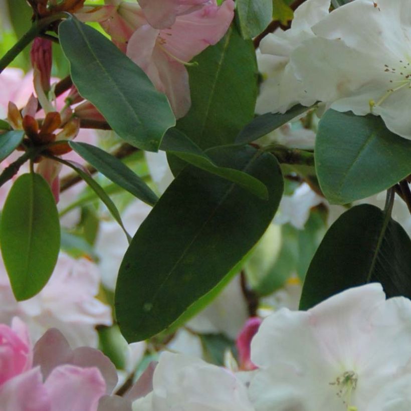 Rhododendron loderi King George (Feuillage)