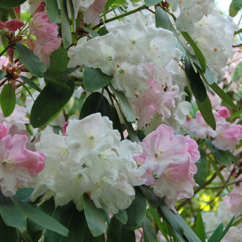 Rhododendron loderi King George (Floraison)