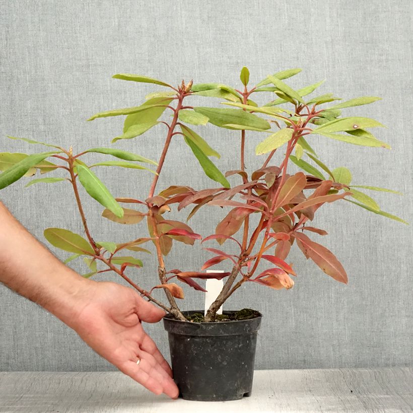 Spécimen de Rhododendron Marcel Ménard  Pot de 12 cm / 13 cm tel que livré en été