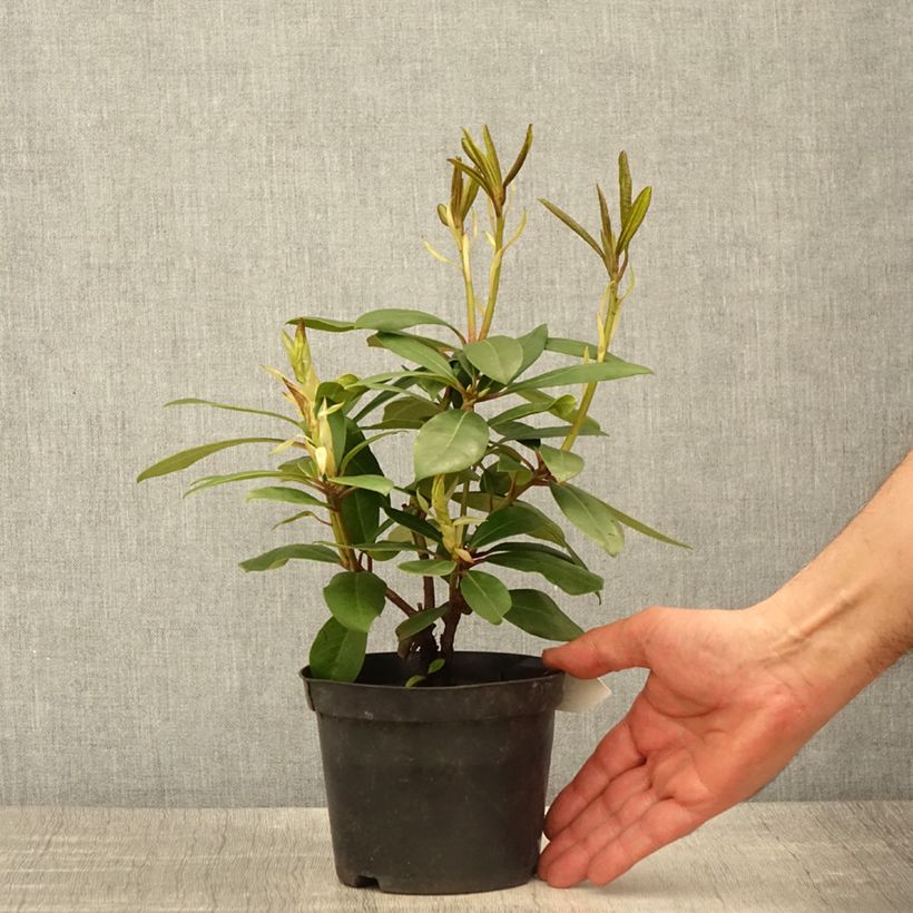 Spécimen de Rhododendron Marcel Ménard  - Pot de 13 cm tel que livré au printemps