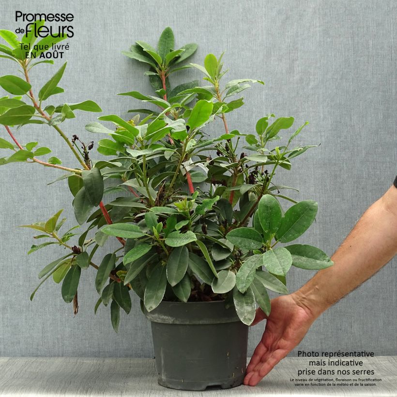 Spécimen de Rhododendron Marie Forte (Madame Fortier) - Grand Rhododendron Pot de 4L/5L tel que livré en été