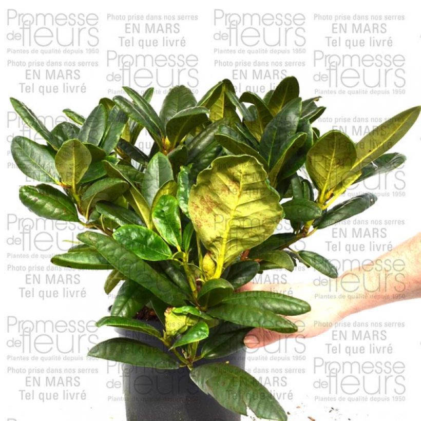 Exemple de spécimen de Rhododendron Melrose Flash - Grand Rhododendron en pot de 4L./5L. tel que livré