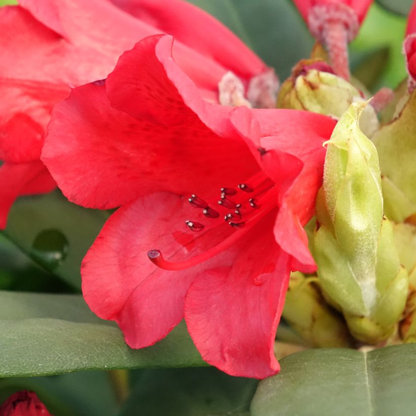 Rhododendron Melville - Grand Rhododendron (Floraison)