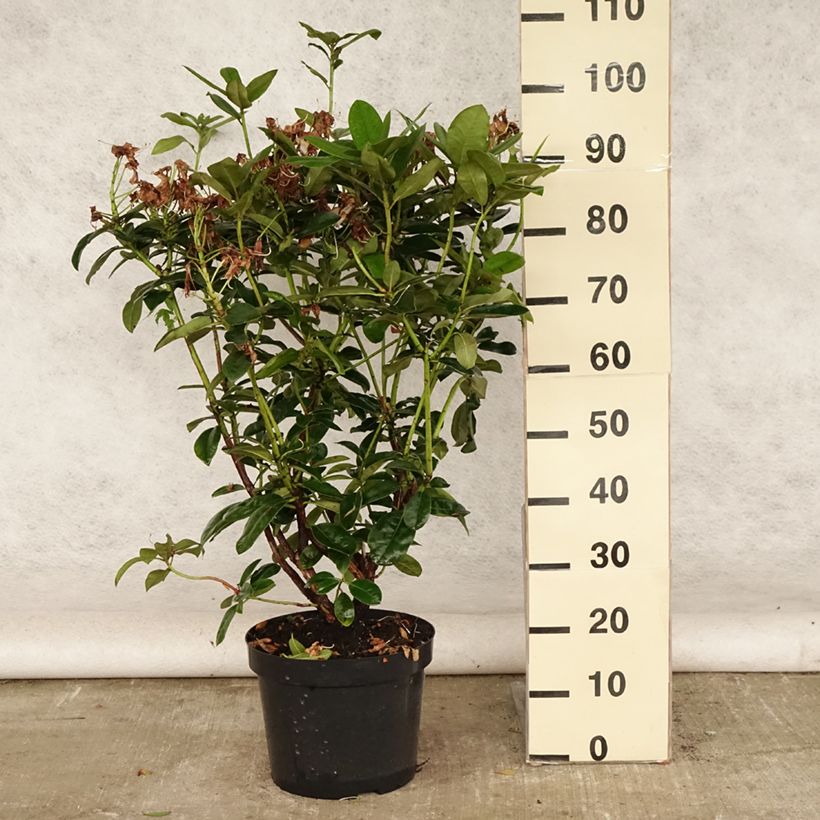 Spécimen de Rhododendron Mrs T.H. Lowinsky Pot de 7,5L/10L tel que livré en été