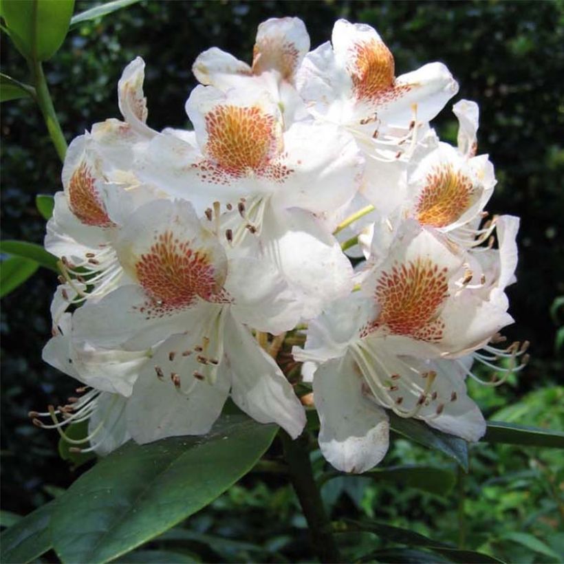 Rhododendron Mrs T.H. Lowinsky (Floraison)