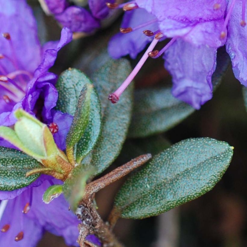 Rhododendron nain Azurika (Feuillage)