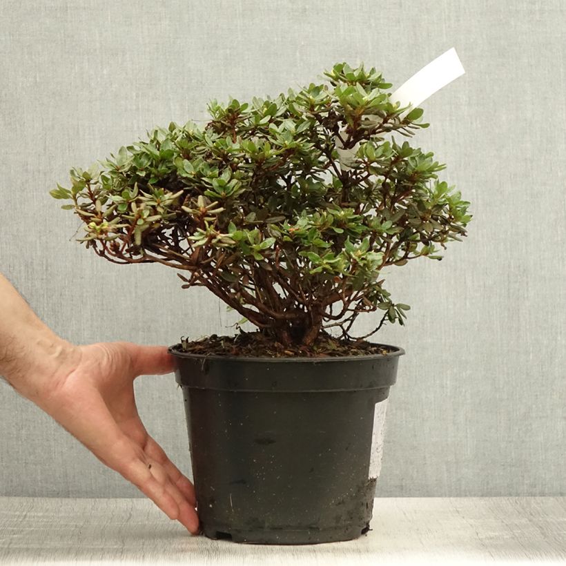 Spécimen de Rhododendron nain Azurika Pot de 3L/4L tel que livré en été
