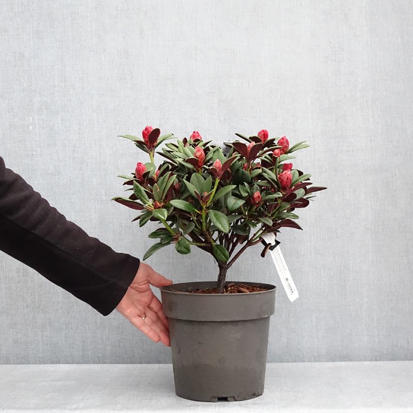 Spécimen de Rhododendron neriiflorum Burletta - Pot de 6L/7L tel que livré au printemps