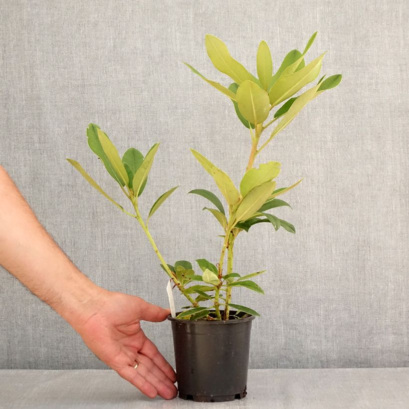 Spécimen de Rhododendron Percy Wiseman - Rhododendron nain  Pot de 12 cm / 13 cm tel que livré en été