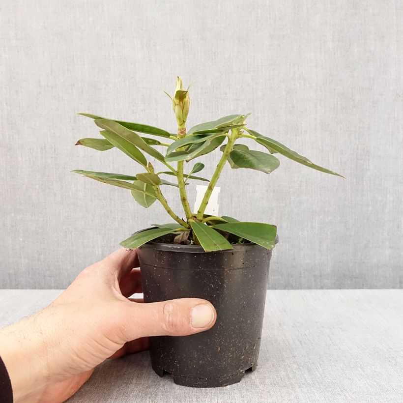 Spécimen de Rhododendron Percy Wiseman - Rhododendron nain  - Pot de 13 cm tel que livré au printemps