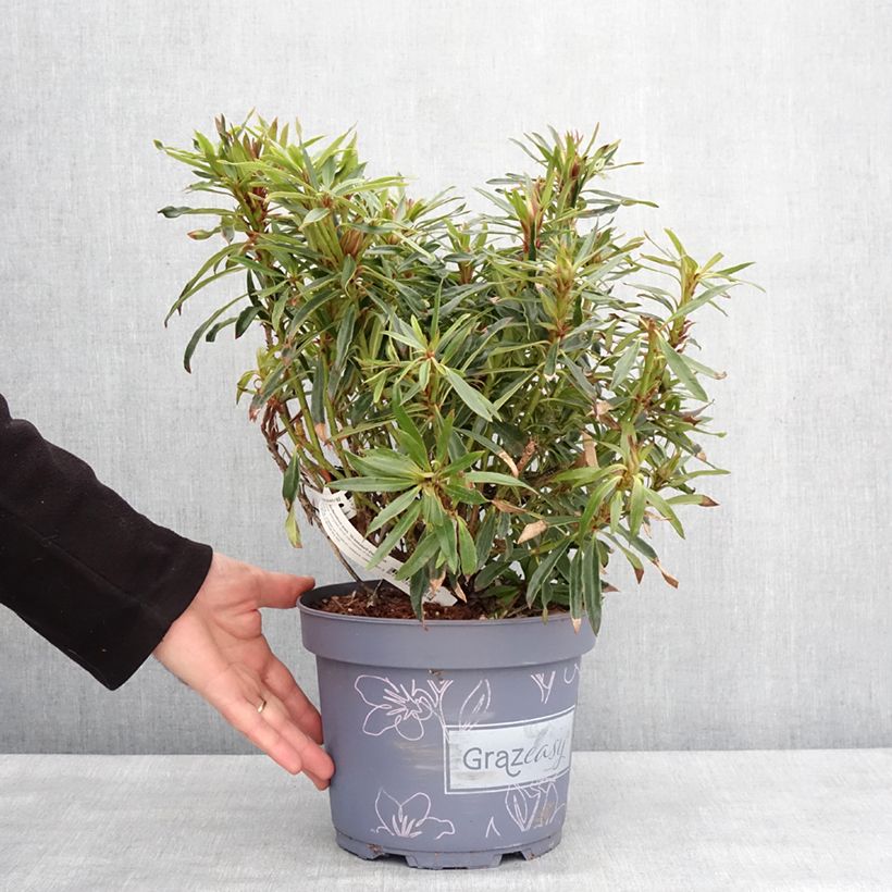 Spécimen de Rhododendron ponticum Grazeasy Dark Pink Pot de 4L/5LHauteur livrée env. 25/30cm tel que livré en hiver