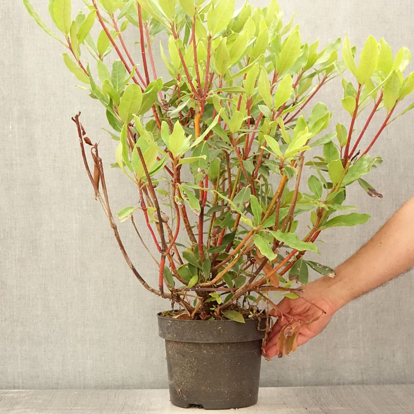 Spécimen de Rhododendron ponticum Roseum Pot de 4L/5L tel que livré en été