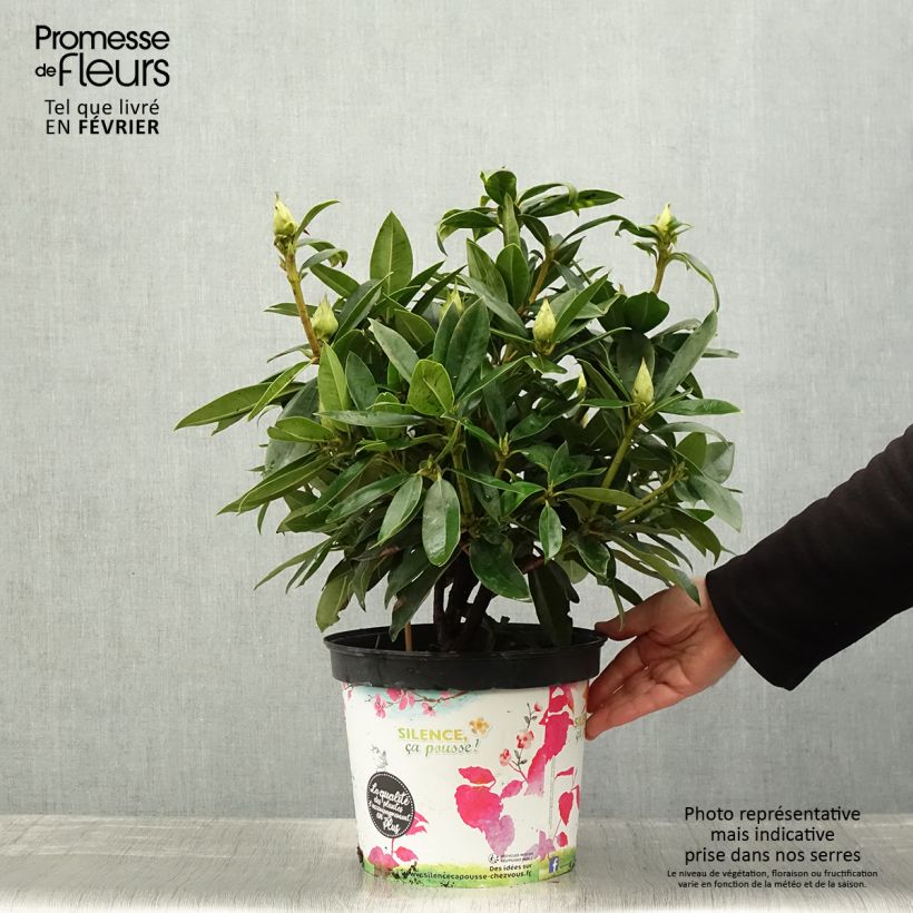 Spécimen de Rhododendron Red Eye Pot de 4L/5L tel que livré en hiver