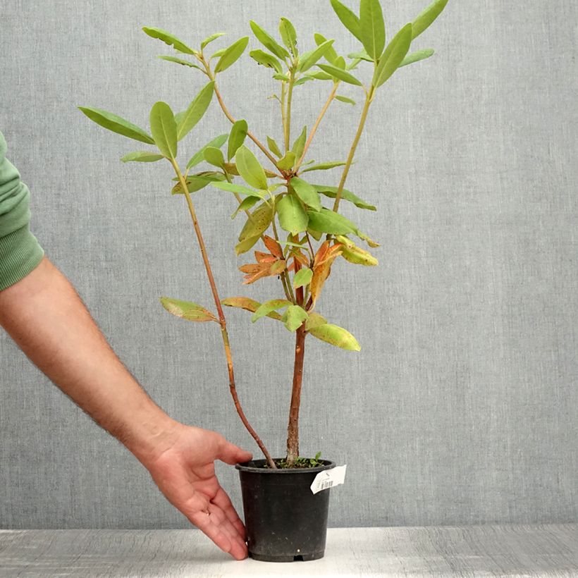 Spécimen de Rhododendron Roseum Elegans - Grand rhododendron Pot de 12 cm / 13 cm tel que livré en été