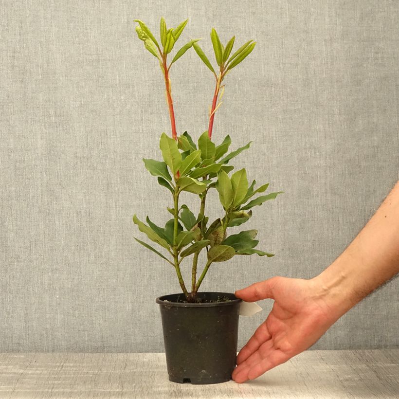 Spécimen de Rhododendron Roseum Elegans - Grand rhododendron - pot de 12/13cm tel que livré au printemps