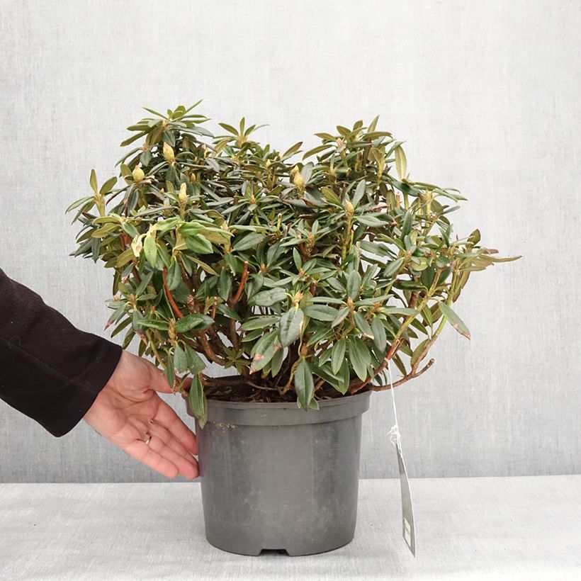 Spécimen de Rhododendron roxieanum Blewbury - Rhododendron nain - Pot de 4L/5L tel que livré en hiver