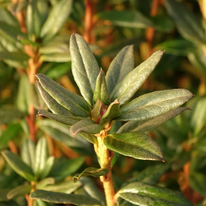 Rhododendron russatum Lauretta - Rhododendron nain (Feuillage)