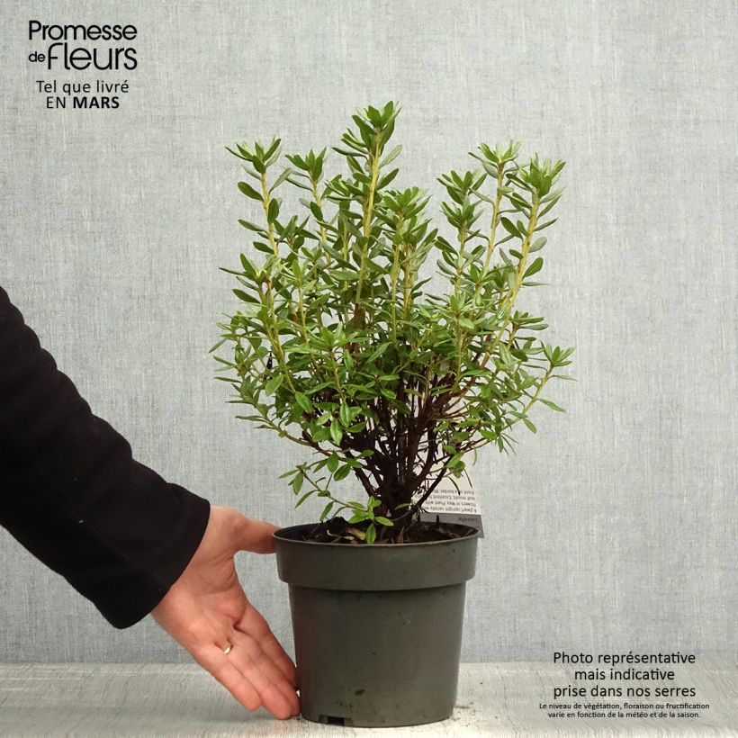 Spécimen de Rhododendron russatum Lauretta - Rhododendron nain - Pot de 2L/3L tel que livré au printemps