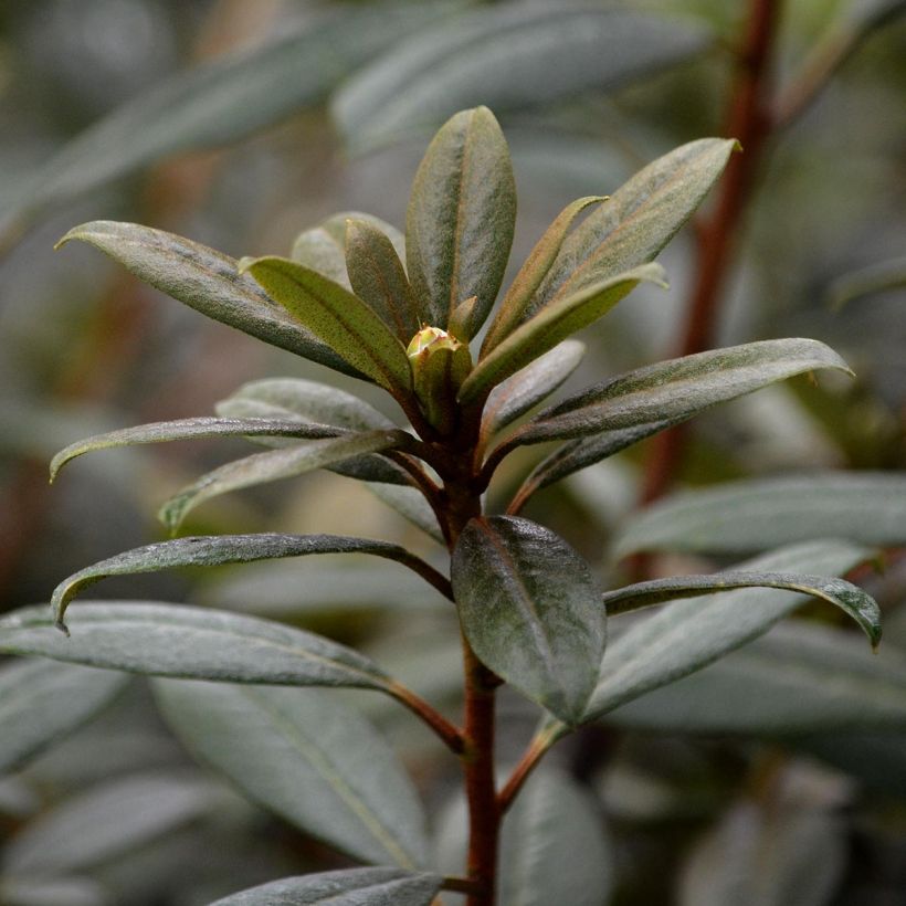 Rhododendron Saffron Queen - Rhododendron nain (Feuillage)