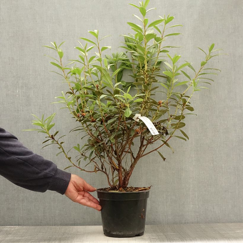 Spécimen de Rhododendron Saffron Queen - Rhododendron nain Pot de 3L/4L tel que livré en été