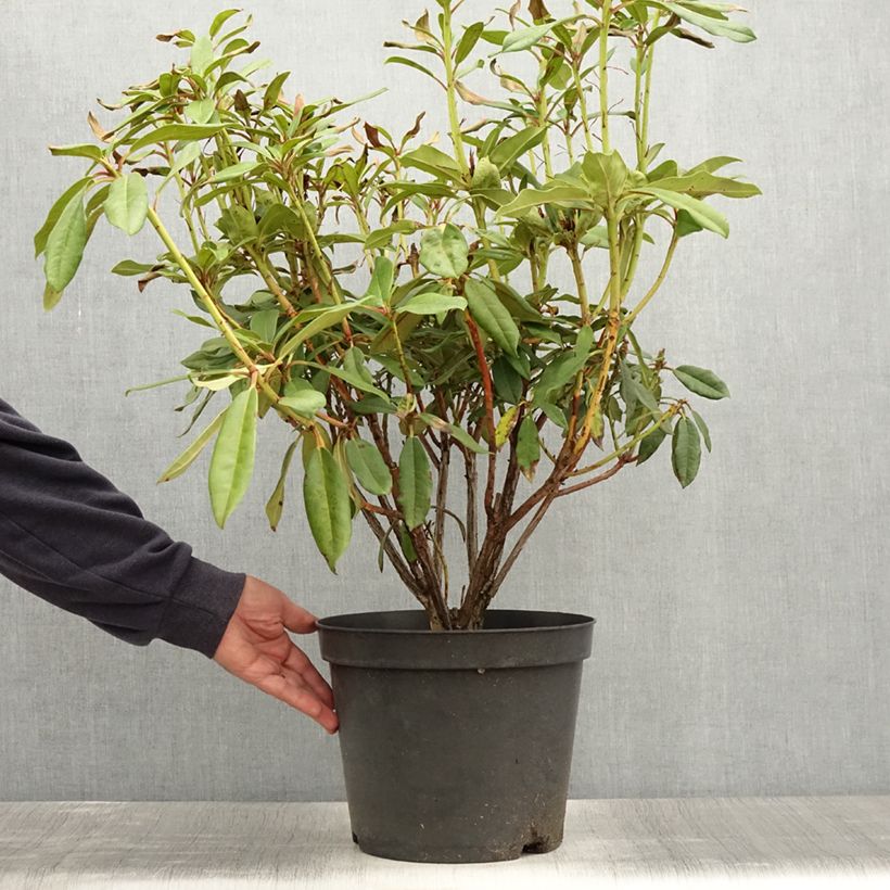 Spécimen de Rhododendron Sappho en pot de 7,5L/10L tel que livré en été