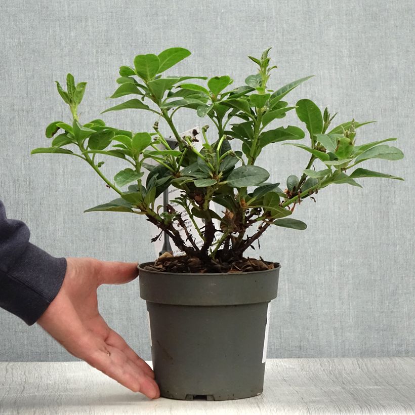 Spécimen de Rhododendron Scarlet Wonder - Rhododendron nain. Pot de 2L/3L tel que livré en été