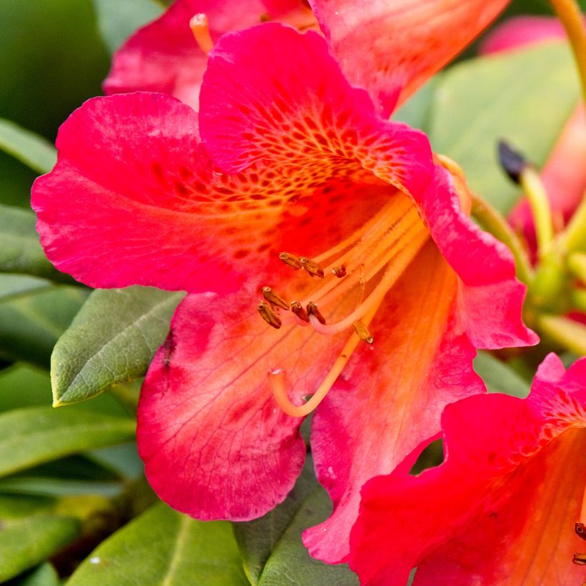 Rhododendron Scyphocalyx (Floraison)