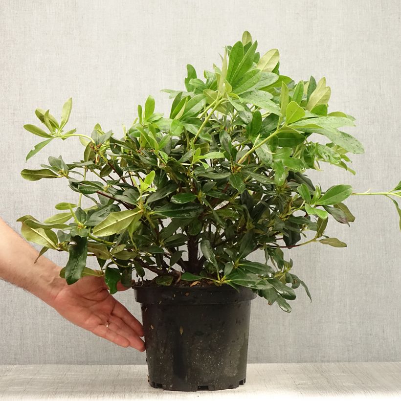 Spécimen de Rhododendron Scyphocalyx Pot de 6L/7L tel que livré en été