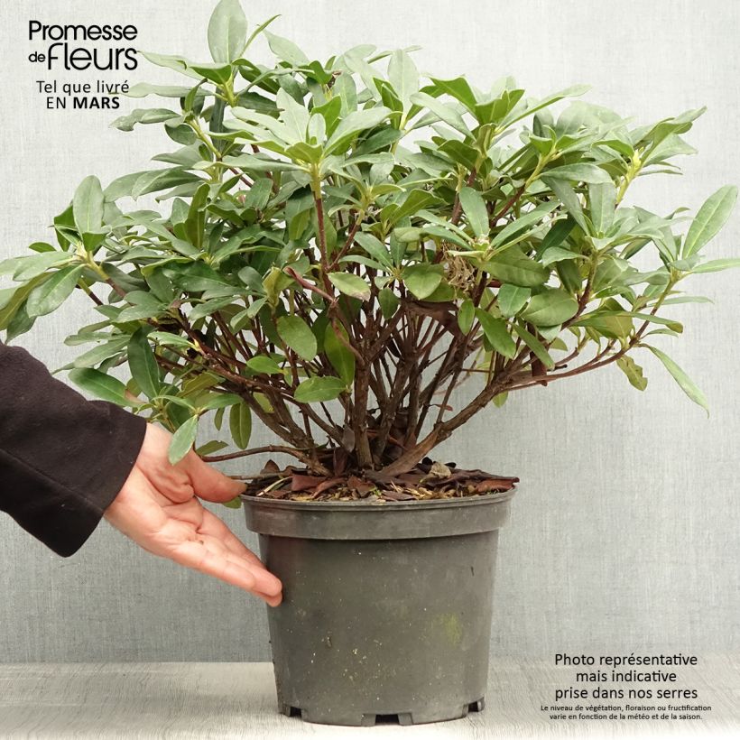Spécimen de Rhododendron Scyphocalyx Pot de 7L tel que livré au printemps