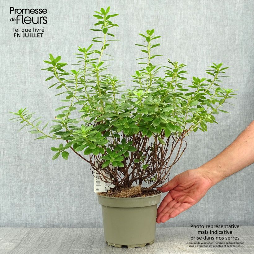 Spécimen de Rhododendron Snipe Pot de 2L/3L tel que livré en été