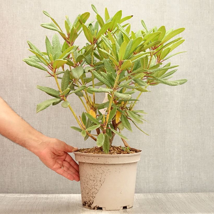 Spécimen de Rhododendron Tortoiseshell Orange Pot de 4L/5L tel que livré en été