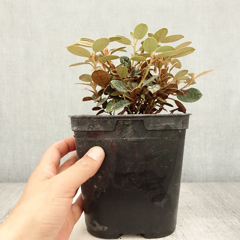 Spécimen de Rhododendron tsariense - rhododendron botanique Pot de 3L/4L tel que livré en été