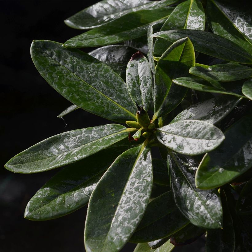 Rhododendron Unique Marmalade - Grand Rhododendron (Feuillage)