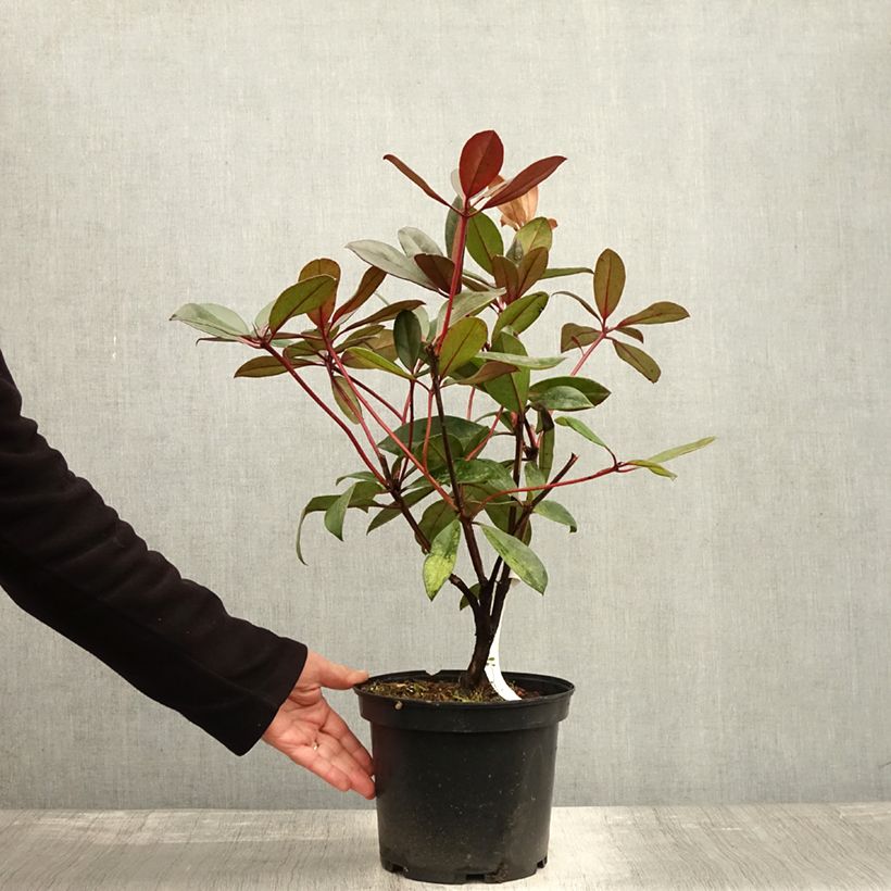 Spécimen de Rhododendron vireya Aertrycke - Pot de 3L/4L tel que livré en automne
