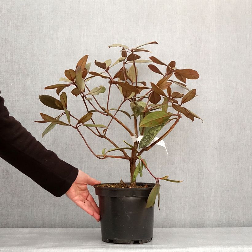 Spécimen de Rhododendron vireya Calavar - Pot de 3L/4L tel que livré en hiver