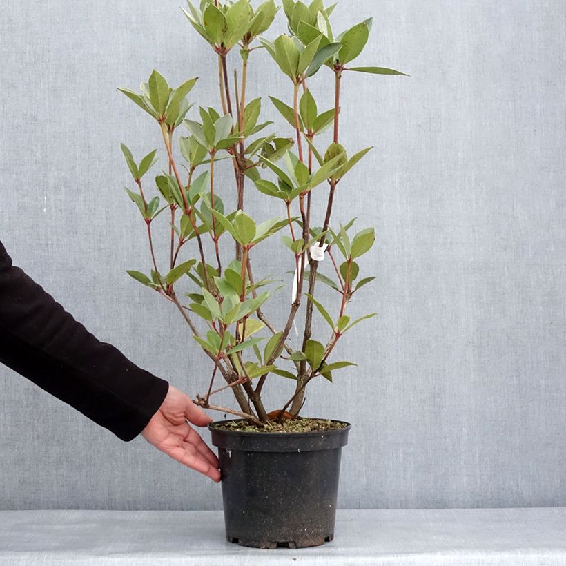 Spécimen de Rhododendron vireya Oogappel - Pot de 3L/4L tel que livré en hiver